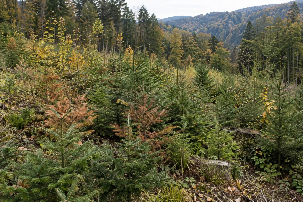 Młode jodły z brązowiejącymi igłami na plantacji w Odenwaldzie