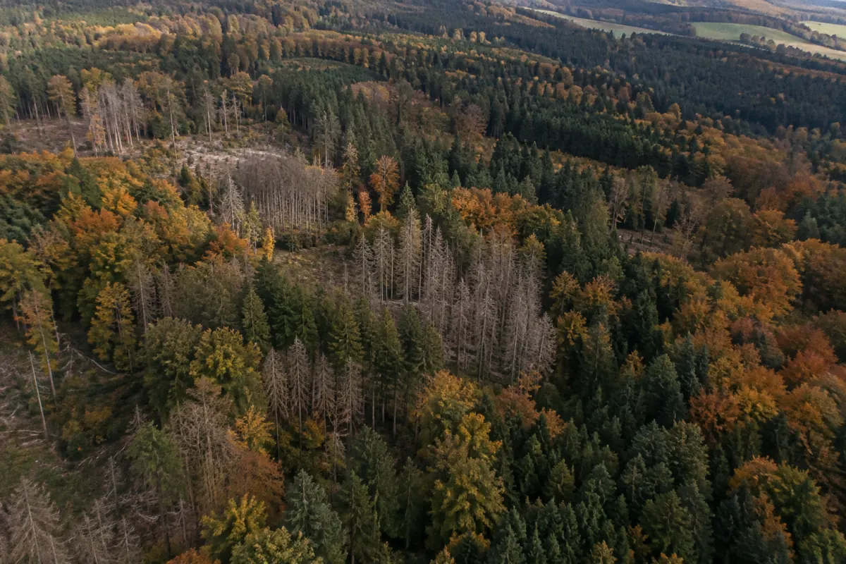 Widok z góry na heski las z fragmentami uszkodzonych drzew jesienią